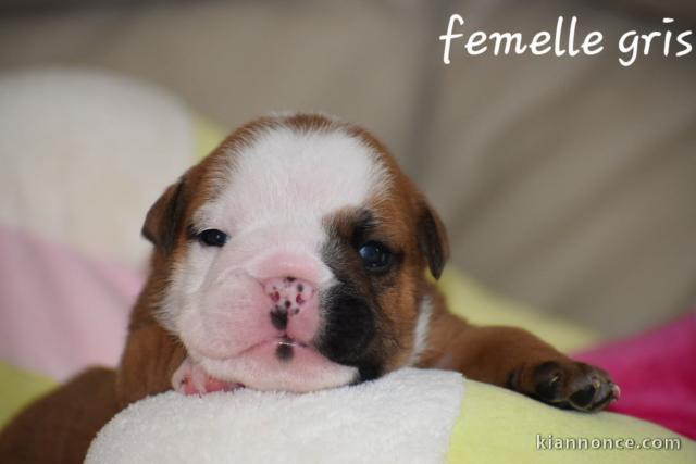 Chiot bouledogue anglais mâle a donner 