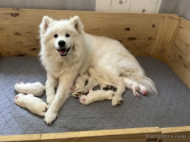 Je donne chiot samoyède disponible 