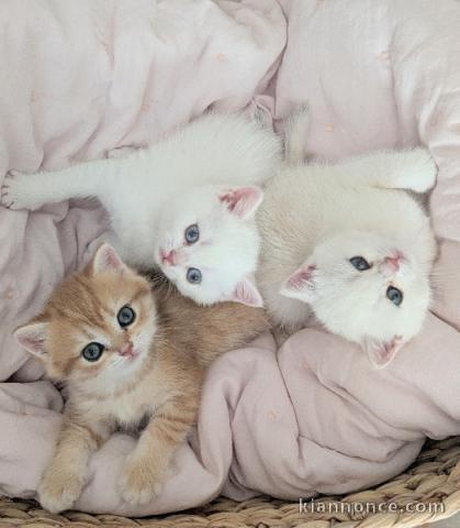 Chatons British Shorthair et Longhair à place 