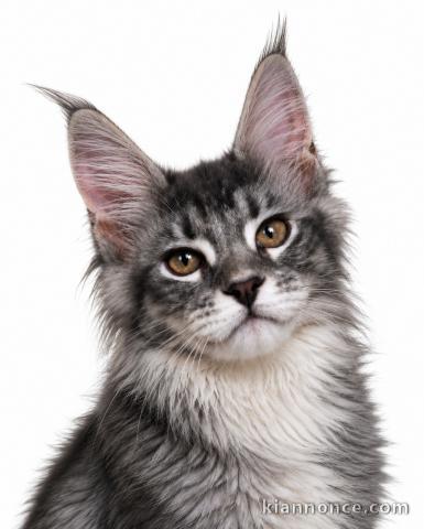 Chatons Maine coon mâle pour compagnie 