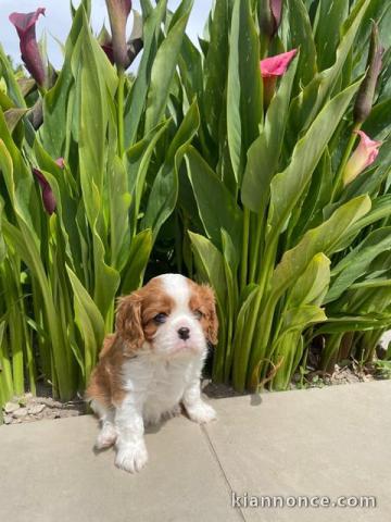Bébé chiot cavalier king Charles mâle a donner 