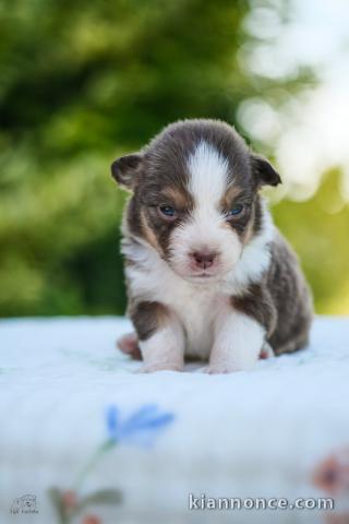 Je donne chiot berger australien 