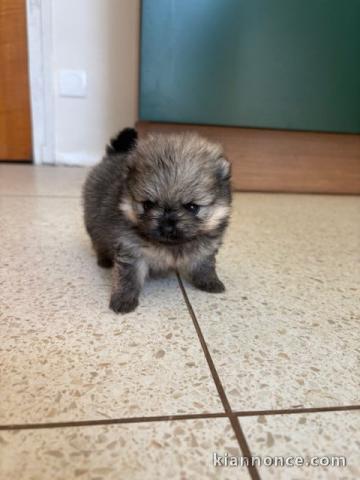 Magnifique chiots spitz disponible 