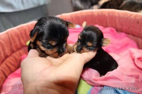 Bébé chiot Yorkshire terrier disponible 