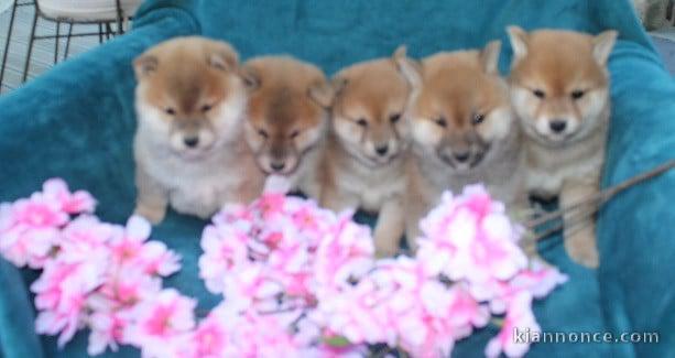 Annonces chiot Shiba disponible 
