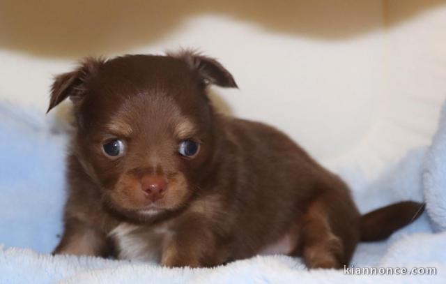Chiot chihuahua mâle pour adoption 