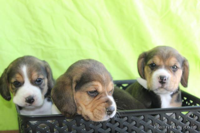 Je donne chiot beagle disponible 