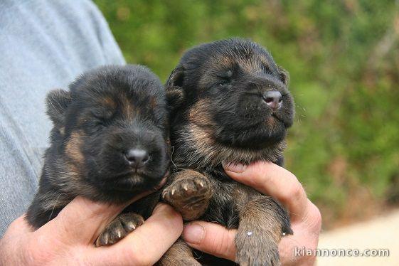 Je donne chiot berger allemand 