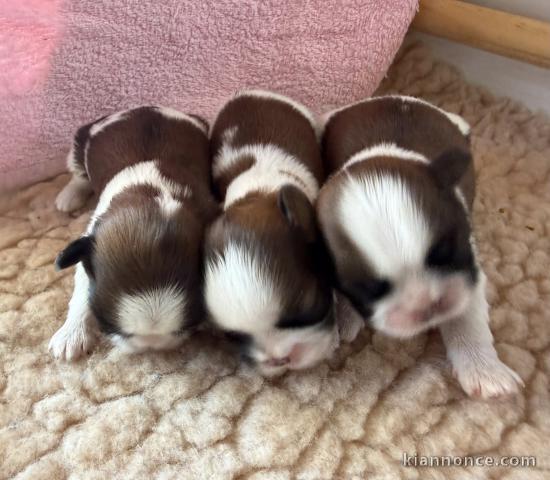 Je donne chiot Shih Tzu disponible 