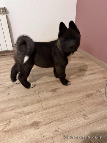 Chiots Akita pour adoption 