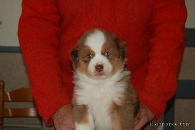 Je donne chiot berger australien 