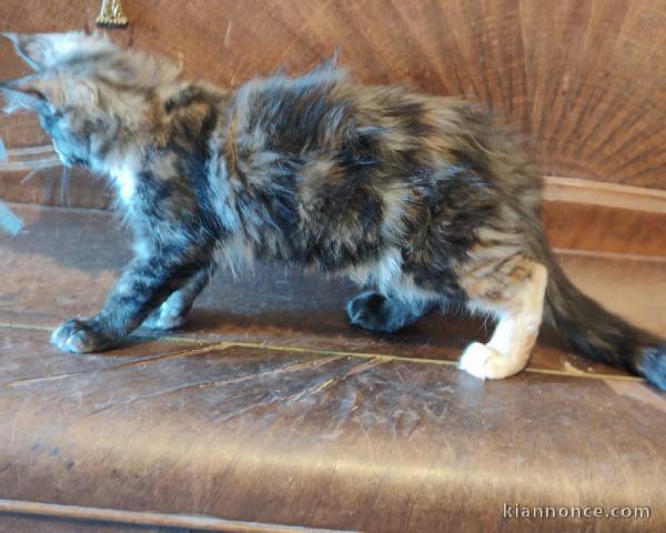 Adorable chaton Maine coon disponible à partir 