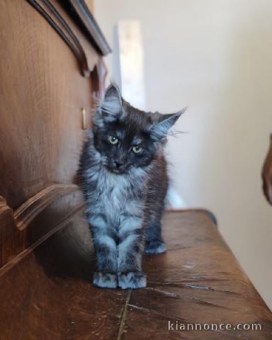 Chatons Maine coon mâle a donner 