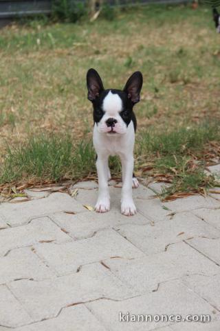 Chiot boster terrier disponible 