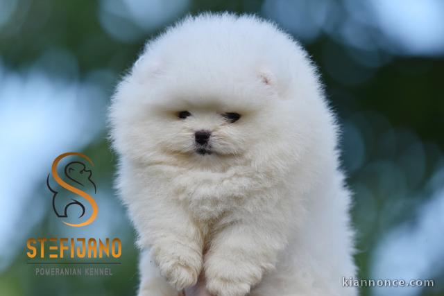 Poméranien BOO chiots à vendre