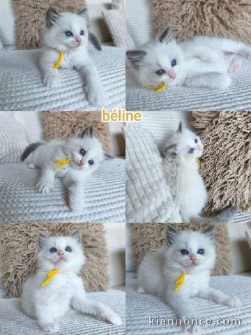 Adorable chaton Ragdoll disponible pour adoption 