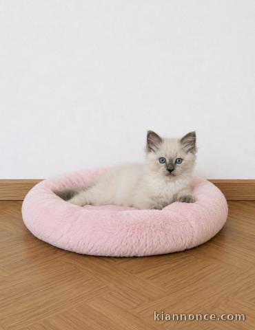 Magnifique chaton Ragdoll mâle 