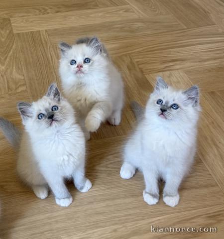 Magnifique chaton Ragdoll disponible 