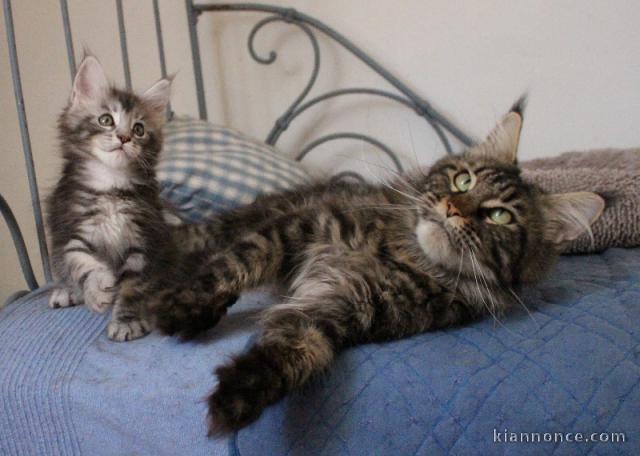 chatons Maine coon mâle et femelle disponible 