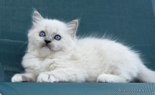 Je donne mon chaton Ragdoll 