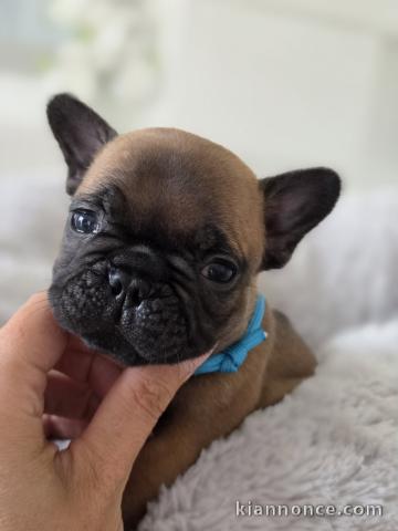 Je donne chiot bouledogue français 