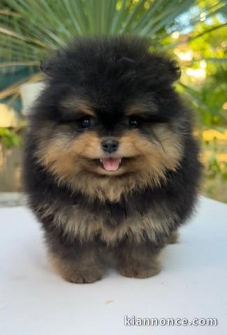 Je donne chiot Spitz allemand 