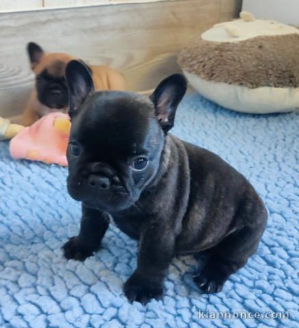 Dons chiots bouledogue français 