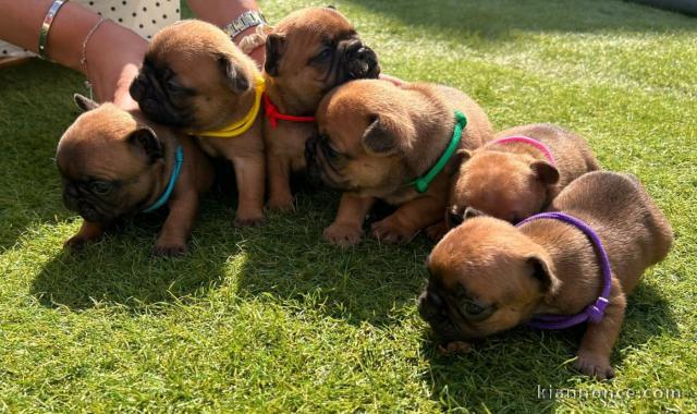 chiots bouledogue français pour adoption 