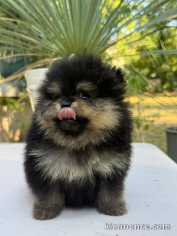 Adorable chiot bouledogue français 
