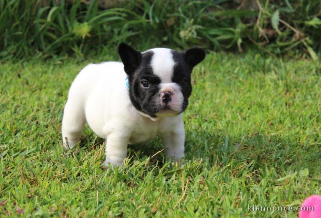 Adorable chiot bouledogue français femelle à donner 