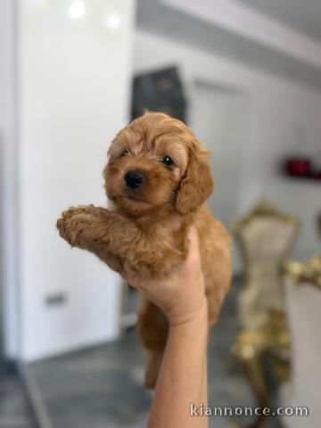 Goldendoodle Magnifiques Chiots