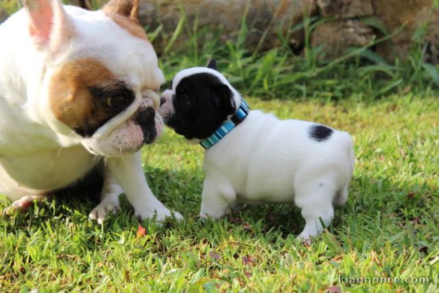 Adorable chiot bouledogue français mâle a donner 