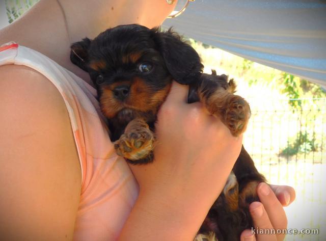 Je donne chiot cavalier king Charles 