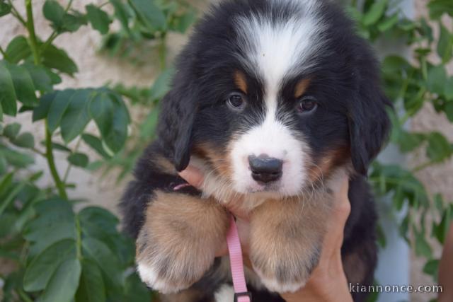 Je donne chiot bouvier bernois disponible 