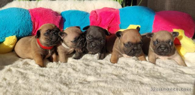 Annonces chiot bouledogue français 