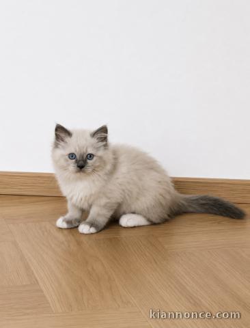 Adorable chaton Ragdoll disponible 