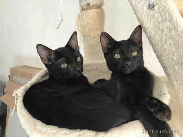 Bengale disponible pour adoption 