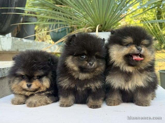 Dons chiots spitz allemand 