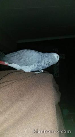 Perroquet gris du Gabon disponible couple 