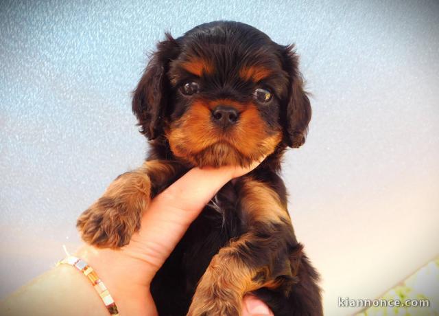 Chiots cavalier king Charles mâle 