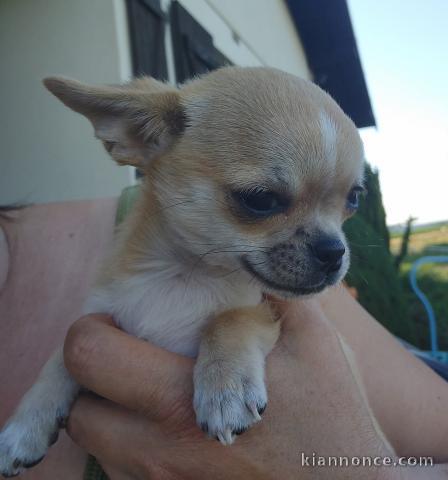 Dons chiots chihuahua disponible 