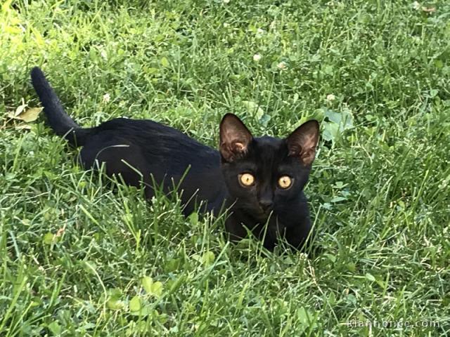 Bengale disponible pour adoption 