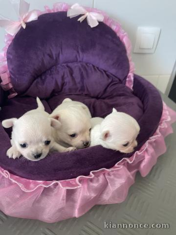 Chiots chihuahua mâle a donner 