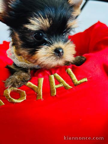 Chiots Yorkshire mâle a donner 