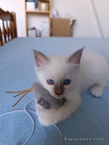 Je donne mon chaton sacré de Birmanie 