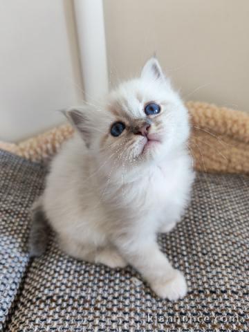 Je donne chaton sacré de Birmanie 