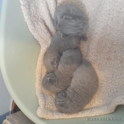 Annonces chaton chartreux à placer 