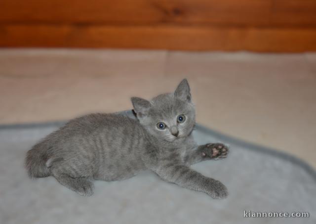 A céder Chaton chartreux disponible 