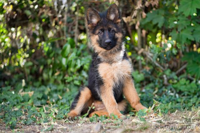 Je donne chiot berger allemand mâle 