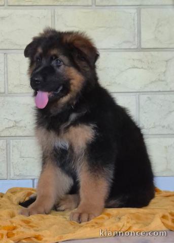 Magnifique chiots berger allemand 